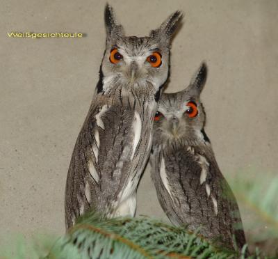 Foto zu Meldung: viele Vogelarten br&uuml;ten jetzt