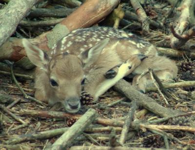 Foto zu Meldung: Nachwuchs beim Damwild