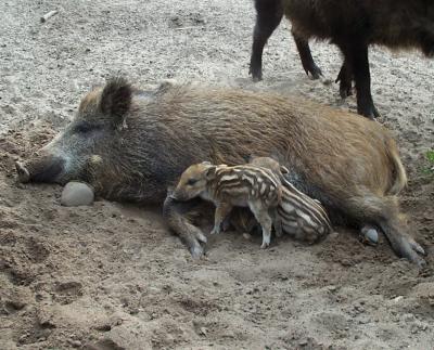 Foto zu Meldung: Nachwuchs bei den Wildschweinen