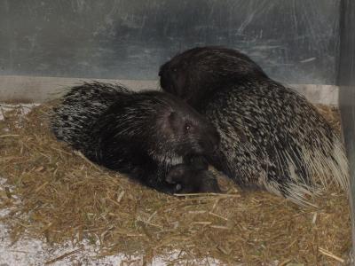 Foto zu Meldung: Geburt bei den Stachelschweinen