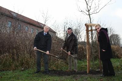 Foto zu Meldung: Eiche für Storkows Burg-Garten