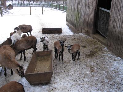 Foto zu Meldung: Erste Geburten im Tierpark