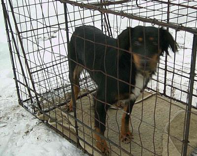 Foto zu Meldung: Hund in Bolschwitz gefunden