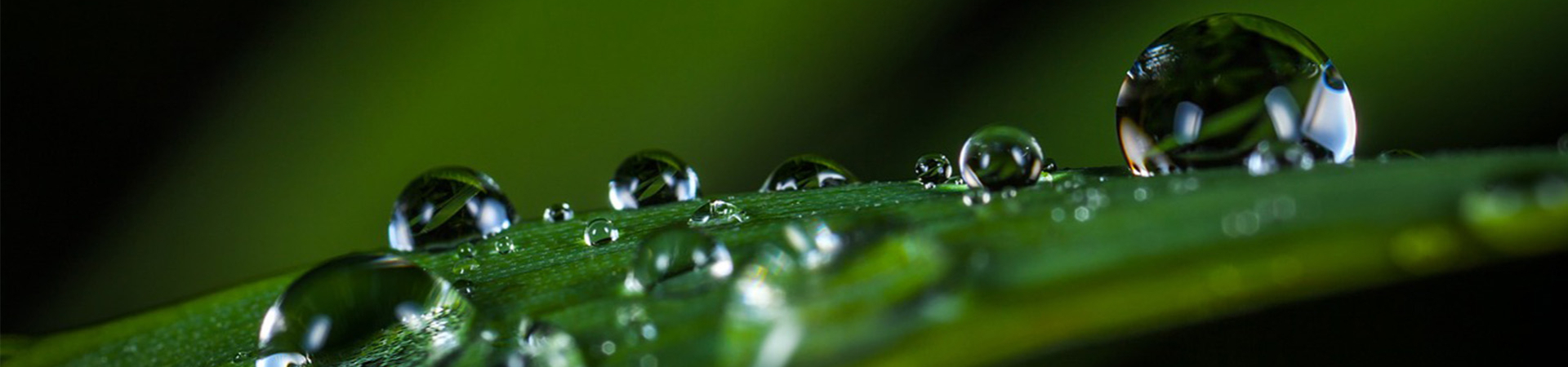 Bannerbild