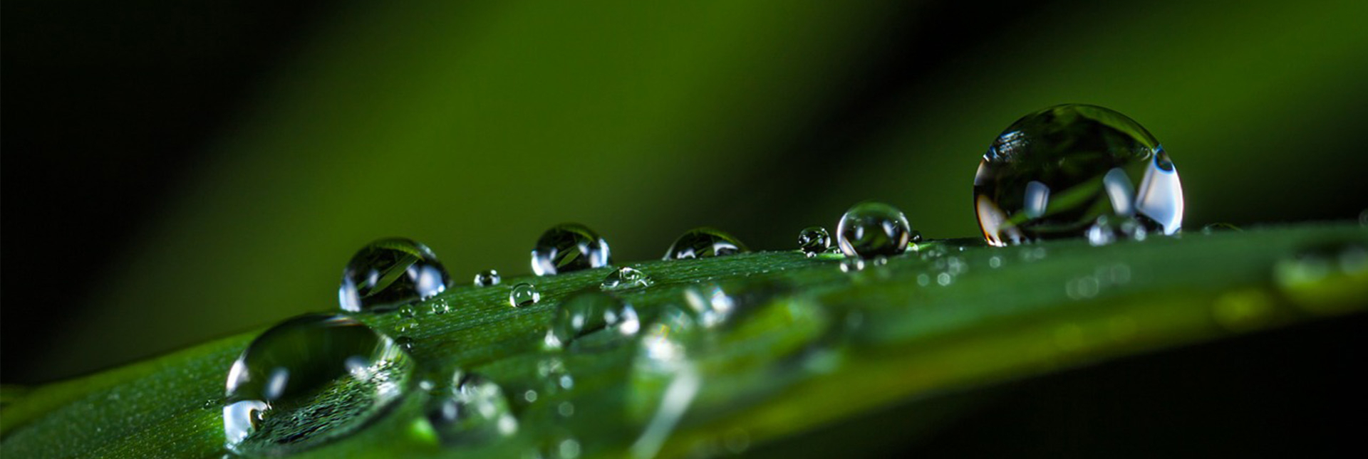 Bannerbild