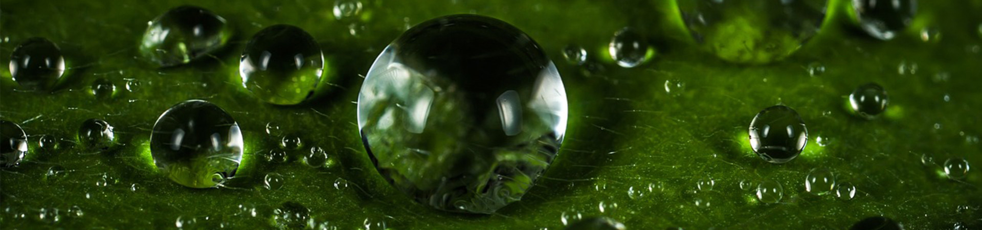 Bannerbild