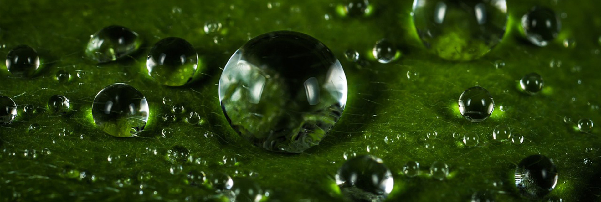 Bannerbild
