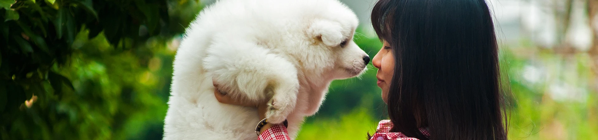 Bannerbild