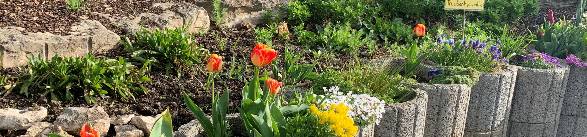 Bannerbild