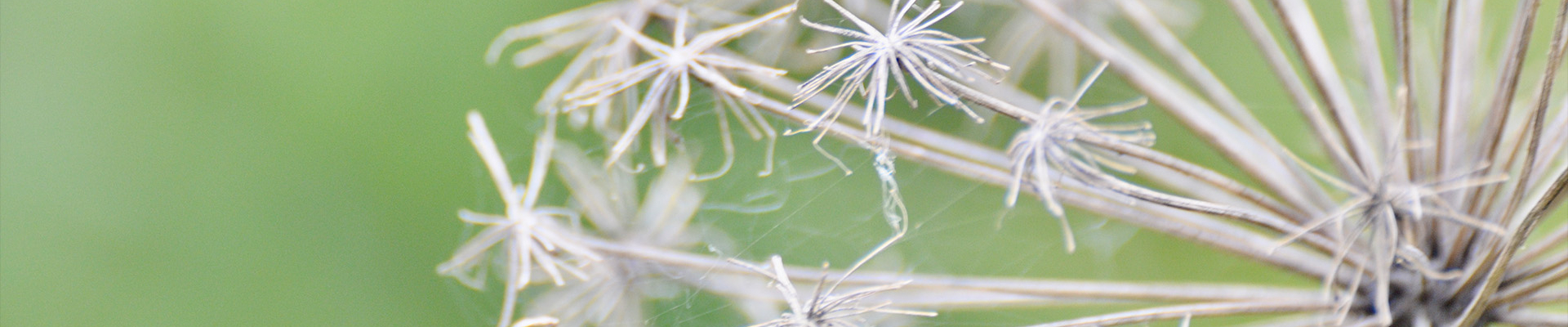 Bannerbild