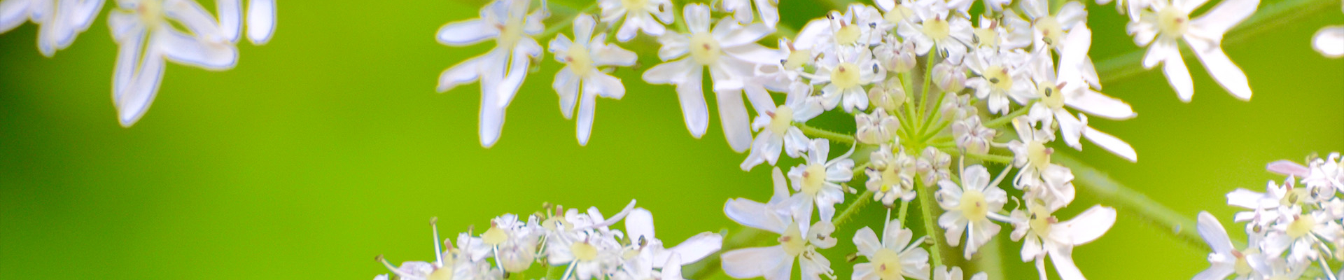 Bannerbild