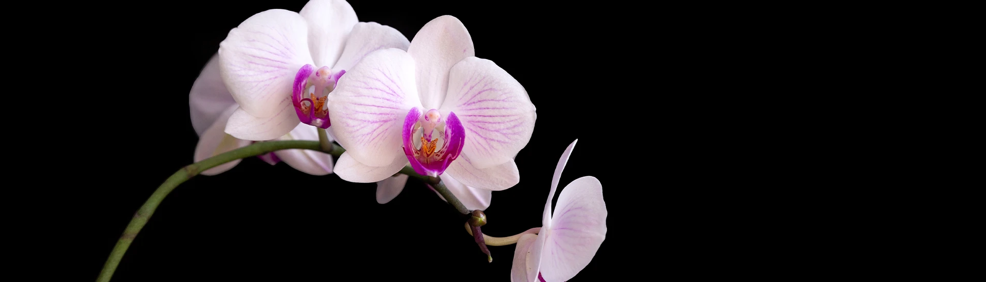 Bannerbild