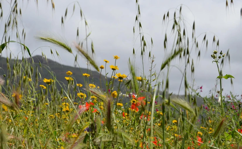 Bannerbild