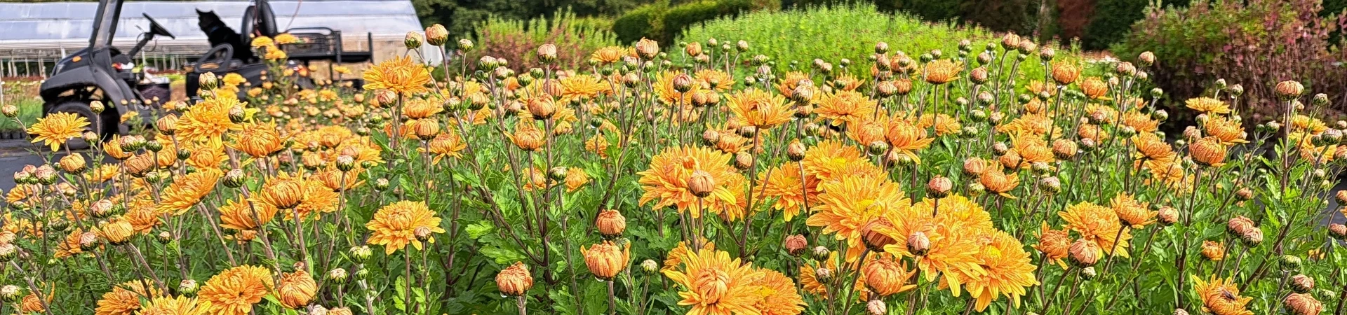 Chrysanthemum 'Kleiner Bernstein'