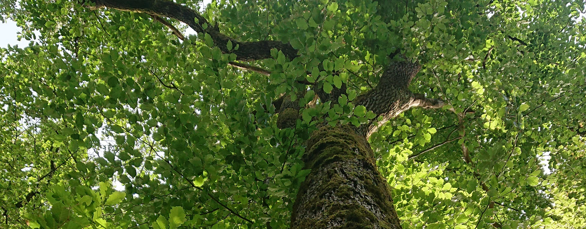 Bannerbild