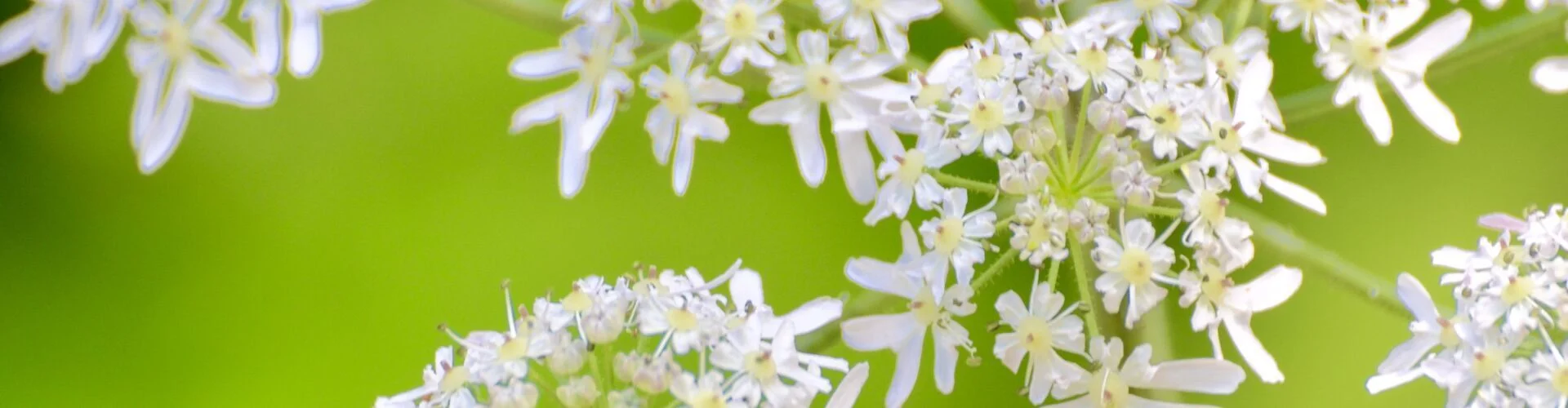 Bannerbild
