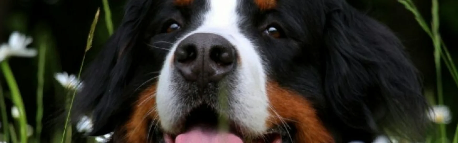 Berner-Sennen Hund