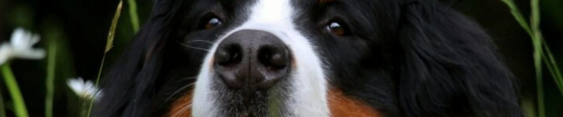 Berner-Sennen Hund