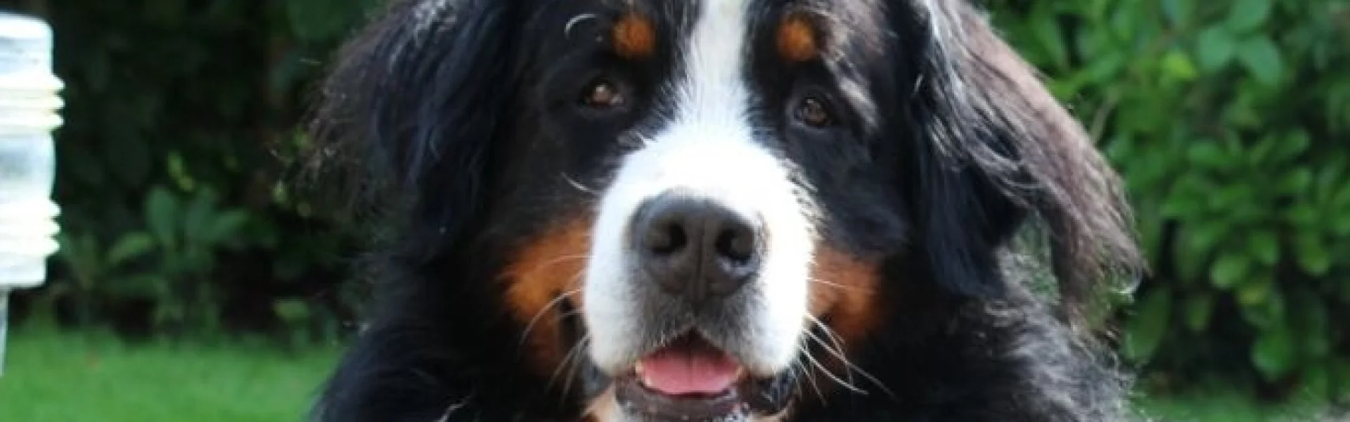 Berner-Sennen Hund