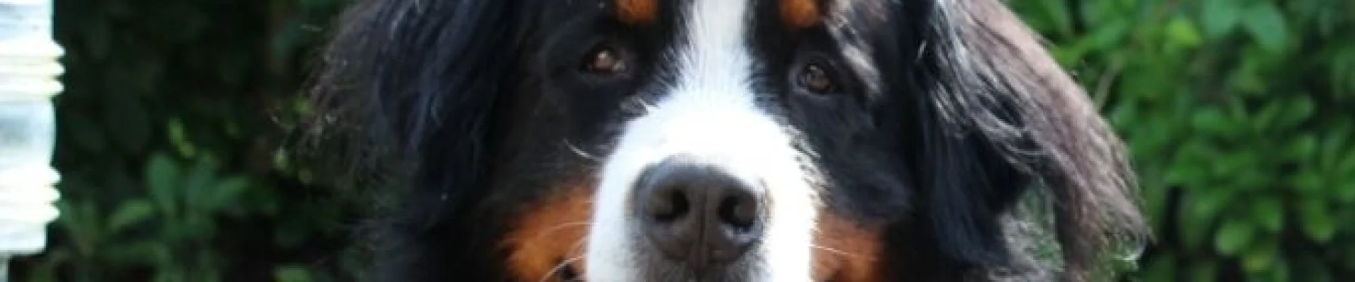 Bannerbild