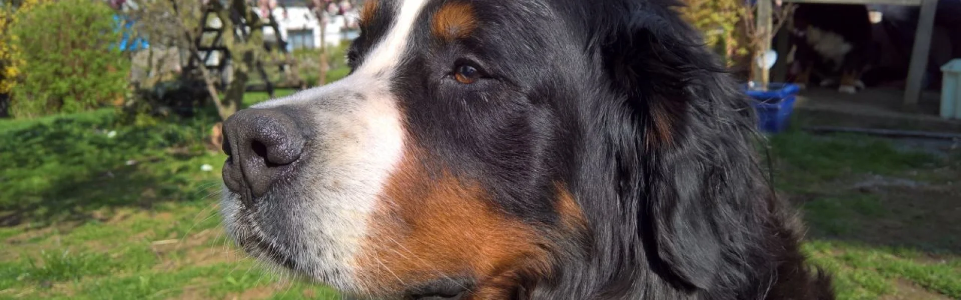 Berner-Sennen Hund