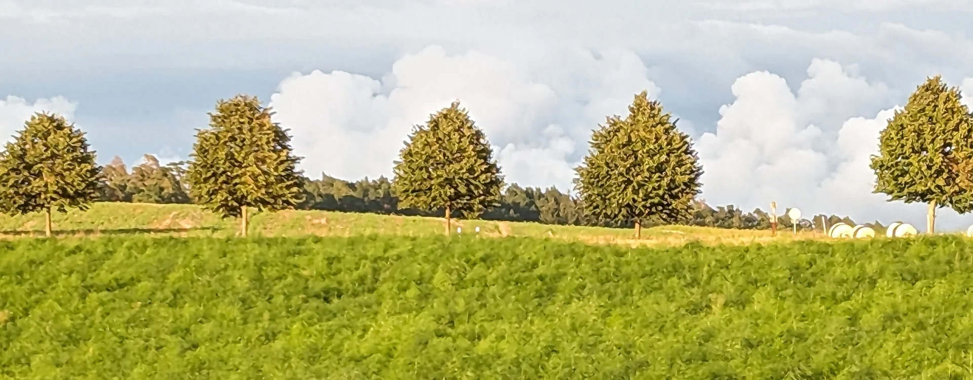 Bannerbild