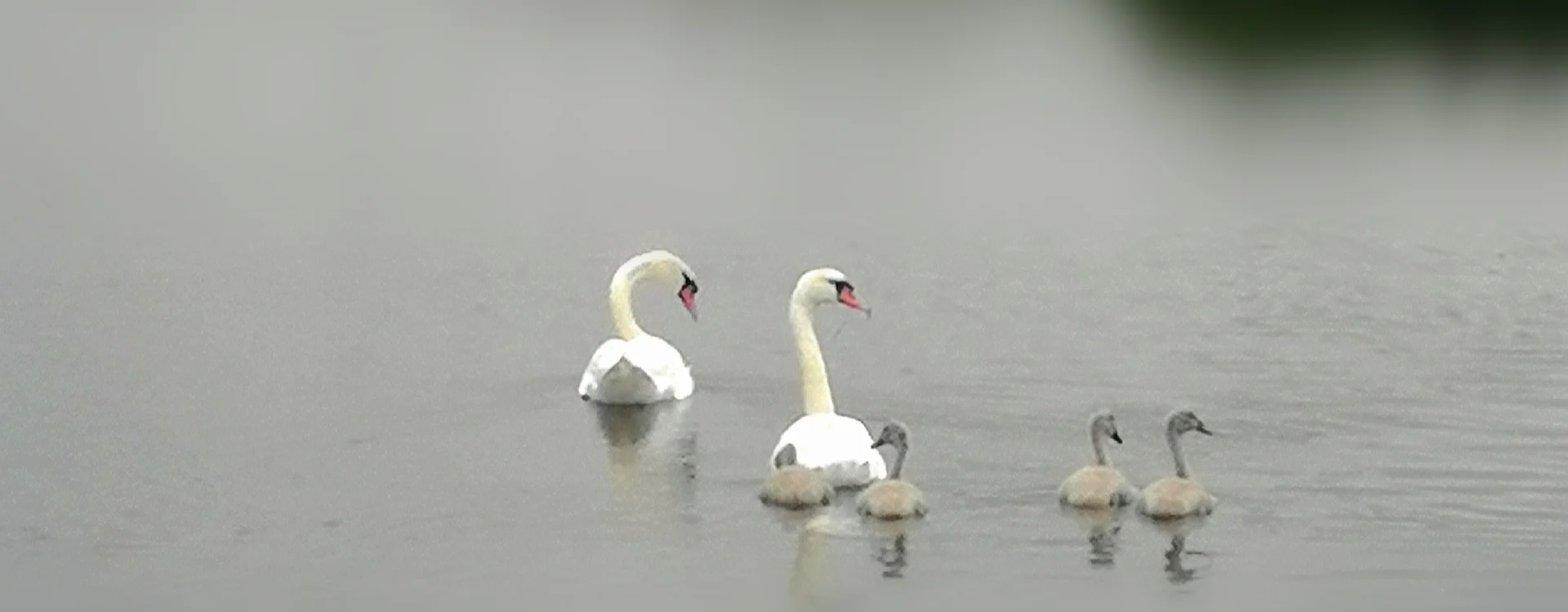 Bannerbild