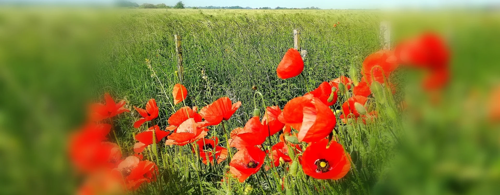 Bannerbild