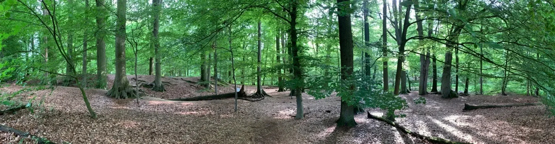 Bannerbild