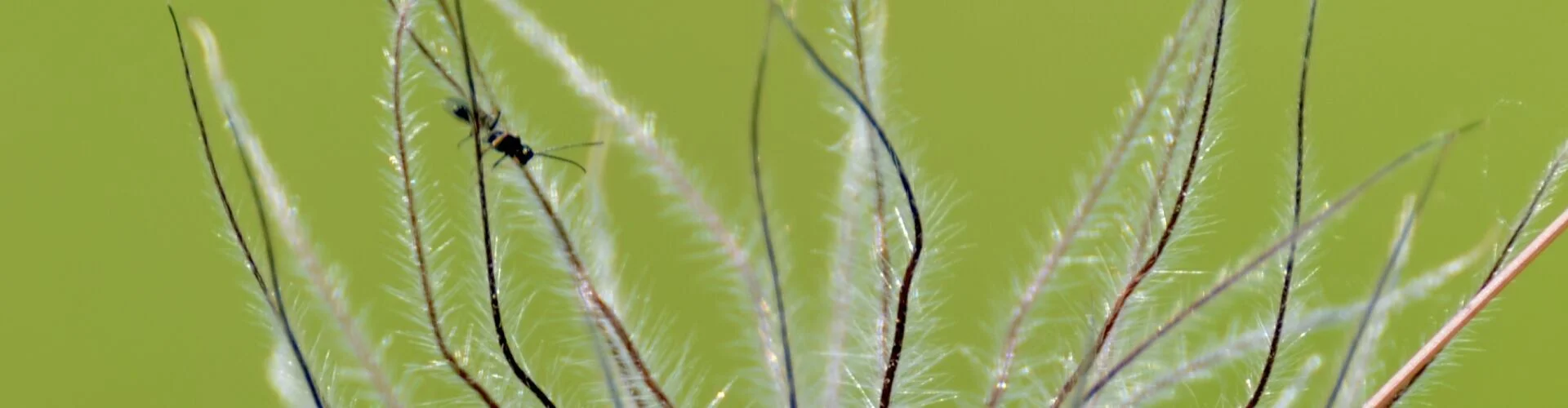 Bannerbild
