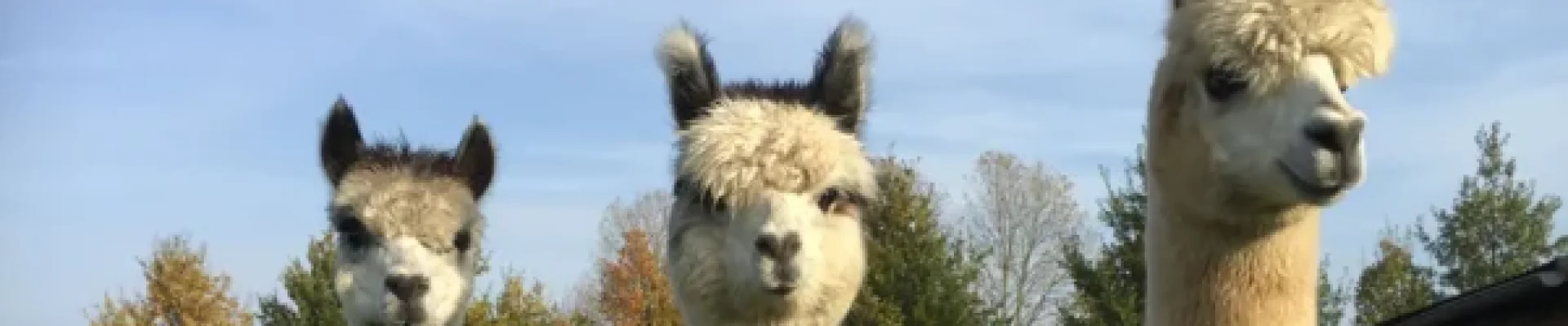 Bannerbild