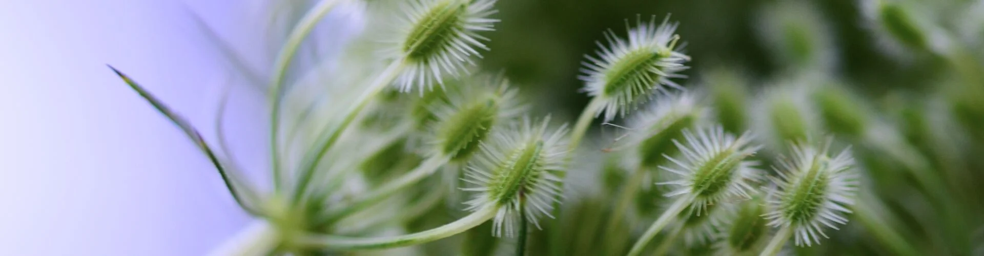 Bannerbild
