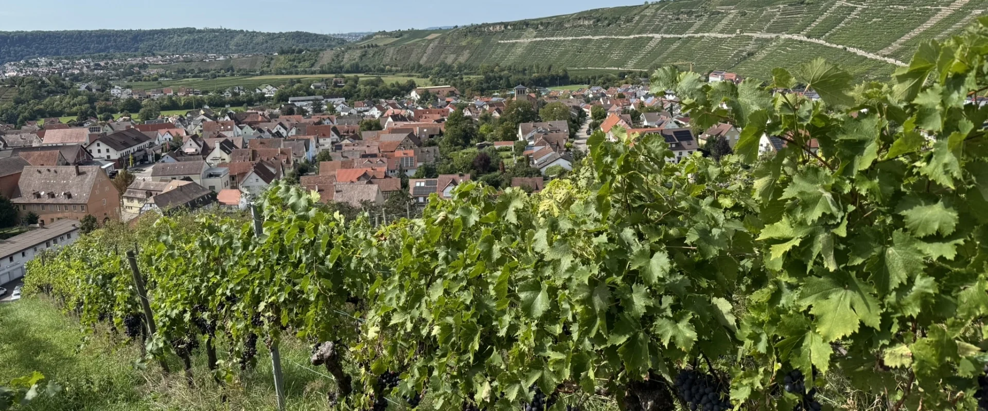 Weinberge