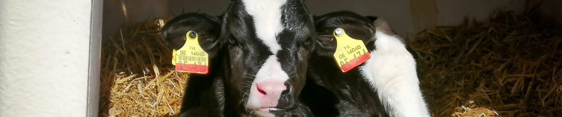 Bannerbild