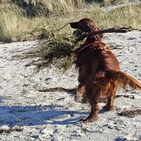 Bannerbild