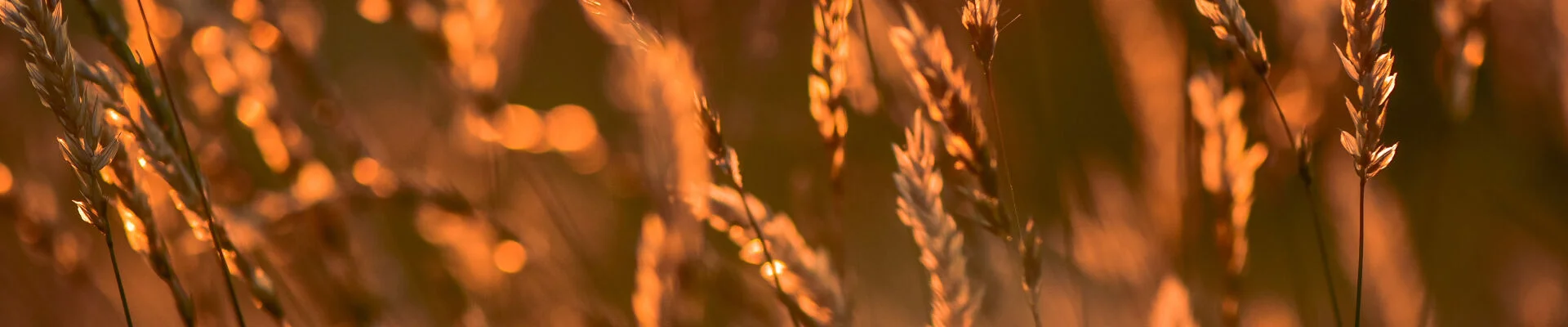 Bannerbild