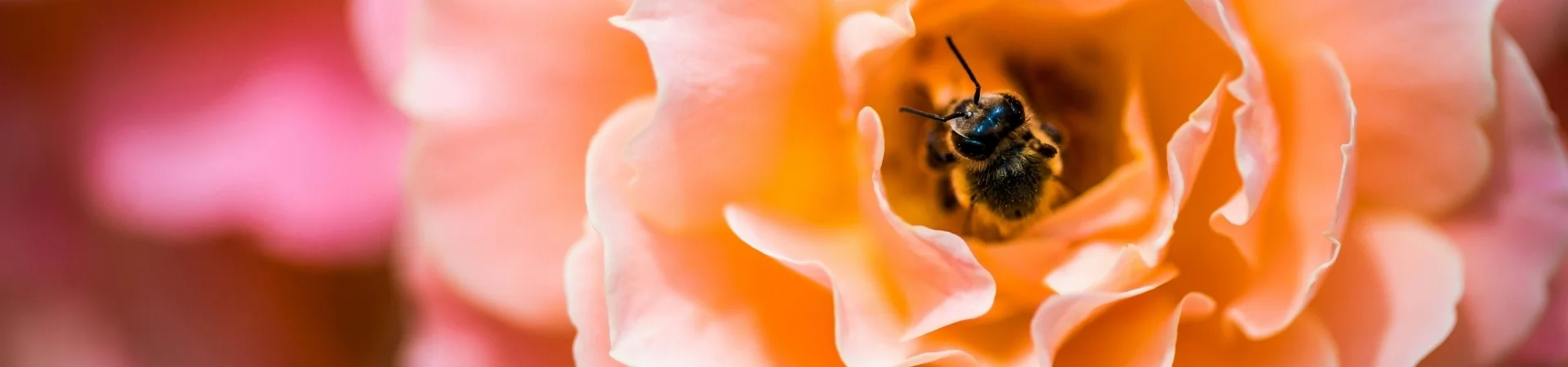Bannerbild