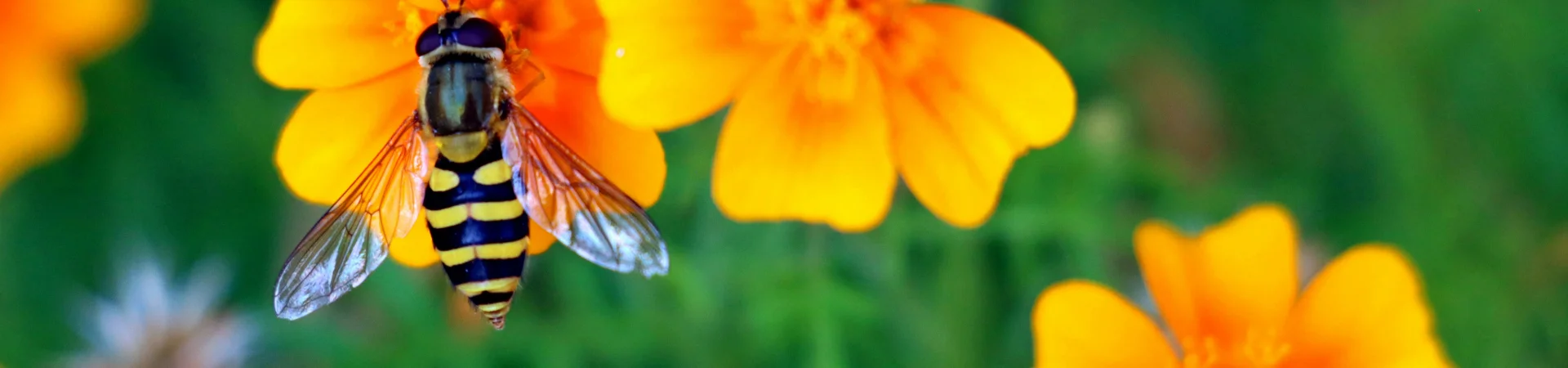 Bannerbild