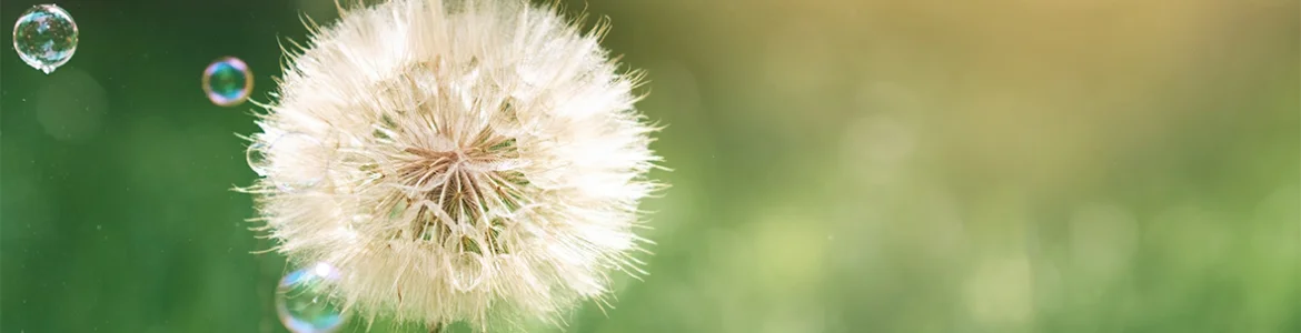 Bannerbild