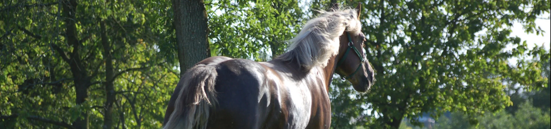 Bannerbild