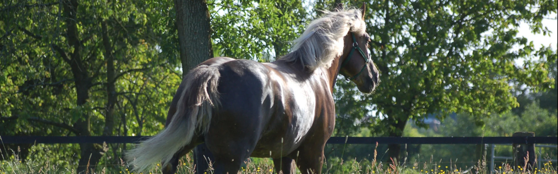 Bannerbild