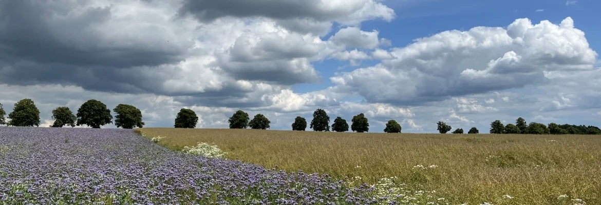 Bannerbild