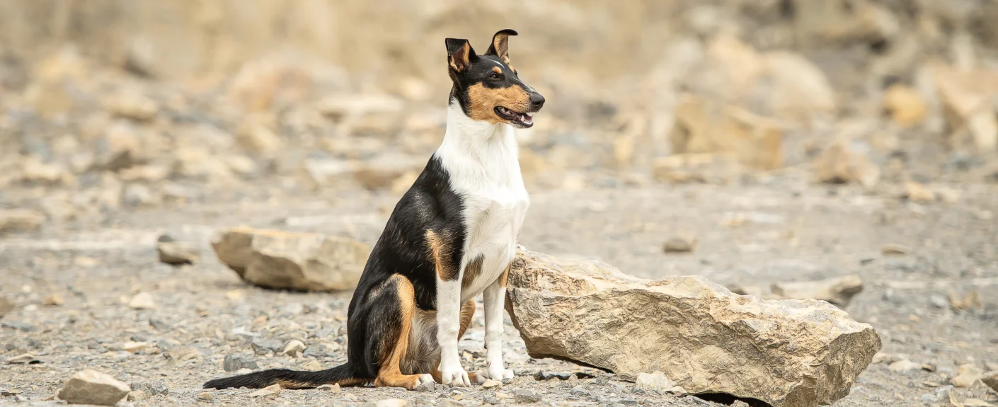 Sitzender Hund