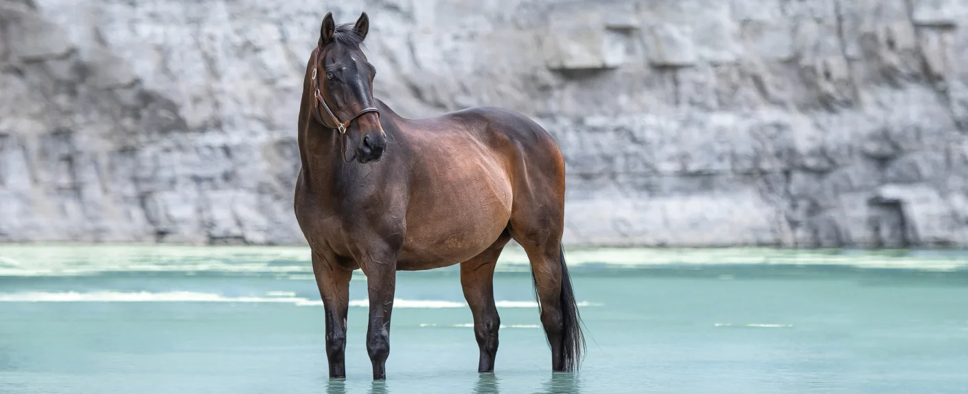 Pferd im Wasser
