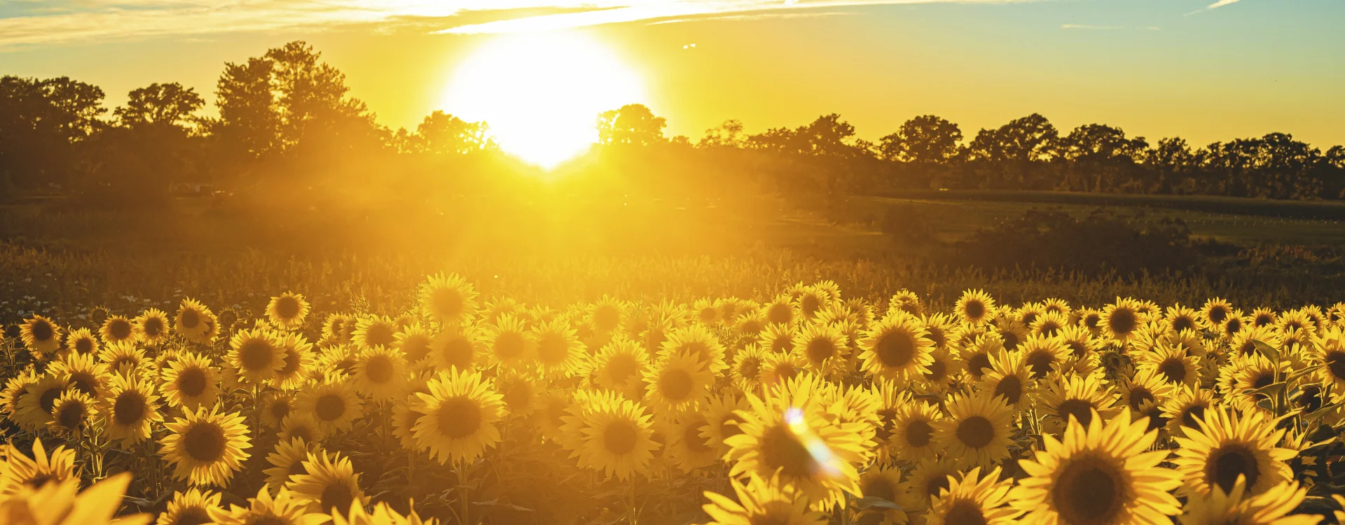 Bannerbild