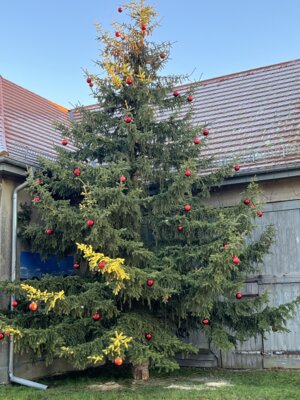 Foto zur Meldung: Unser Dorfweihnachtsbaum in Blankenberg