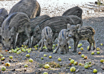 Foto zur Meldung: Wildschweine in Rangsdorf