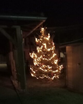 Danke für den Weihnachtsbaum (Bild vergrößern)