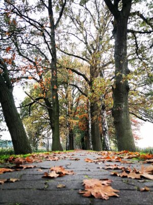 Radweg Dossewall