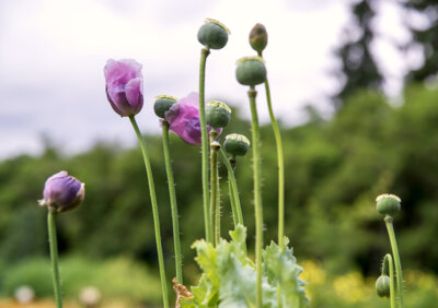 Schlafmohn © Ute C. Bauer